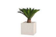 Modern Potted Natural Cycad Palm In Cube Pot