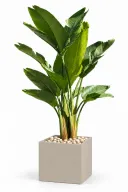 Natural Augusta In Cube Pot