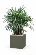 Lady Palm Natural In Cube Pot