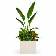 Natural Augusta & Croton In Cube Pot