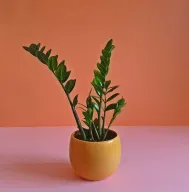 ZZ Plant – Indoor Potted Greenery
