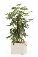 Variegated Schefflera Natura Plant In Cube Pot