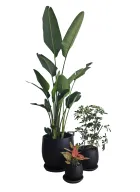 ثلاثية نباتات متوسطة الإضاءة في الأواني