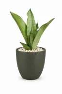 Silver Snake Natural Plant In Aura Pot