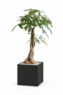Money Tree Natural In Cube Pot
