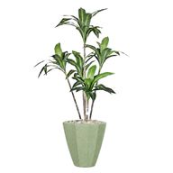 Artificial Dracaena Marginata in Terrazzo Planter