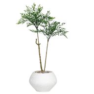 نبات سرخس صناعي مع حوض نبات كورا