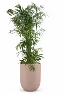 Natural Bamboo In Luna Pot
