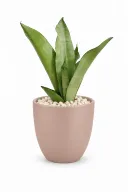 Silver Snake Natural Plant In Aura Pot