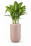 Dieffenbachia Natural Plant In Luna Pot