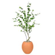 Artificial Maple Tree with Paula Pot