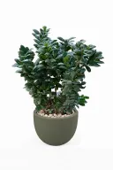 Ficus Microcarba Natural Plant In Curve Pot