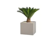 Modern Potted Natural Cycad Palm In Cube Pot