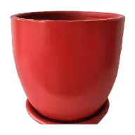 Miniature Strelitzia in Plant Pot