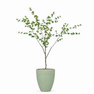 Artificial Maple Tree with Aura Planter