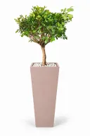 Dwarf Ficus Natural In Obelisk Pot