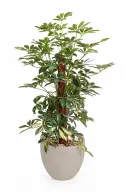 Variegated Schefflera Natural Plant In Curve Pot