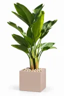 Natural Augusta In Cube Pot