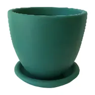 Miniature Strelitzia in Plant Pot