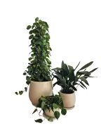 ثلاثية نباتات منخفضة الإضاءة في أواني