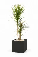 Dracaena Tricolour Natural In Cube Pot
