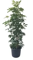 Schefflera