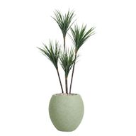 Artificial Dracaena Tree with Paula Pot