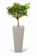 Dwarf Ficus Natural In Obelisk Pot