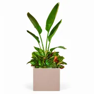 Natural Augusta & Croton In Cube Pot
