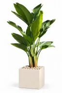 Natural Augusta In Cube Pot