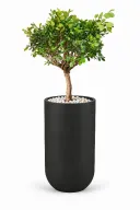Dwarf Ficus Natural In Luna Pot