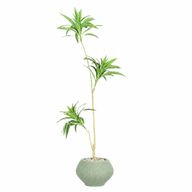 Artificial Dracaena Song of India Tree With Kora Pot
