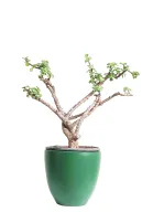 Jade Plant With Pot