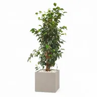 Natural Weeping Fig In Cube Pot