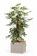 Variegated Schefflera Natura Plant In Cube Pot
