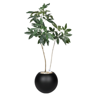 Artificial Money Tree in Bello Planter