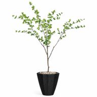 Artificial Maple Tree in Terrazzo Pot
