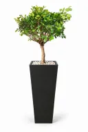 Dwarf Ficus Natural In Obelisk Pot