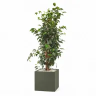 Natural Weeping Fig In Cube Pot
