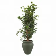Tall Natural Weeping Fig Classic