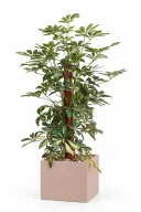Variegated Schefflera Natura Plant In Cube Pot