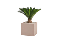 Modern Potted Natural Cycad Palm In Cube Pot