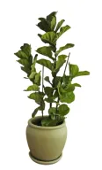 Fiddle Leaf Fig Plant with a 50cm Plant Pot