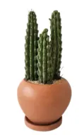 Stenocereus Griseus Cactus in Pot