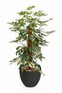 Variegated Schefflera Natural Plant In Curve Pot
