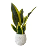 Artificial Snake Plant with Terrazzo Pot