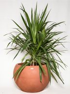 Tut Round Concrete Planter - Bold Color Pot with Sculptural Design