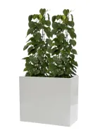 Heart Leaf Plant With Rectangular Fiberglass Pot