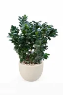 Ficus Microcarba Natural Plant In Curve Pot