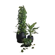 ثلاثية نباتات منخفضة الإضاءة في أواني